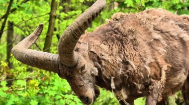 Etkileyici boynuzlarla bezenmiş çarpıcı bir dağ koyunu canlı yeşillik ve bitki örtüsünün arasına saklıdır.