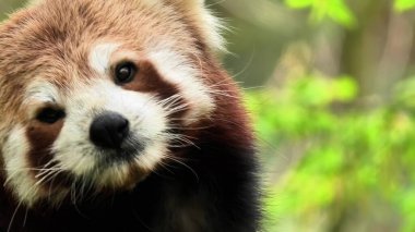 Büyüleyici bir kırmızı panda, yemyeşil ve güzel doğanın ortasında tuhaf ve eğlenceli ifadelerini sergiliyor.