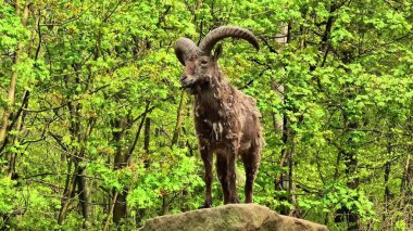 Canlı ve gür bir ormanda, çarpıcı bir keçi heykeli belirgin bir şekilde yerleştirilmiş, zarif bir vahşi yaşam sanatı sergiliyor.