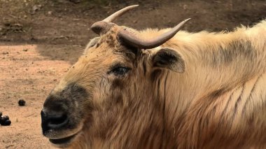 Tibet öküzünün doğal yaşam alanı ve çevresiyle birlikte eşsiz özelliklerini vurgulayan detaylı bir yakın çekimi.
