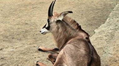 Sakin bir antilop yumuşak zeminde zarif bir şekilde yatıyor, eşsiz boynuzlarını ve zarif duruşunu sergiliyor.