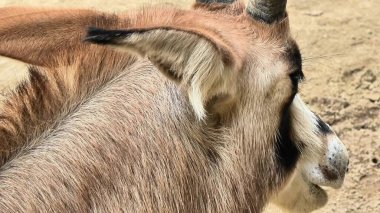 Bir keçinin yakın plan görüntüsü belirgin kulak özelliklerini ve benzersiz boynuz özelliklerini çok iyi gösteriyor.