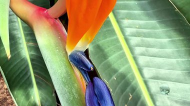 Çarpıcı bir yakın plan görüntüde canlı ve renkli bir Cennet Kuşu yemyeşil yapraklara karşı sergileniyor.