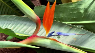 Büyüleyici Cennet Kuşu, yemyeşil yaprakların arasında canlı ve nefes kesici renklerini sergiliyor.