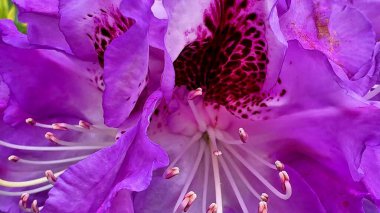 Canlı mor bir rhododendron çiçeğinin çarpıcı yakın plan fotoğrafı, güzel, karmaşık detaylar sergiliyor.