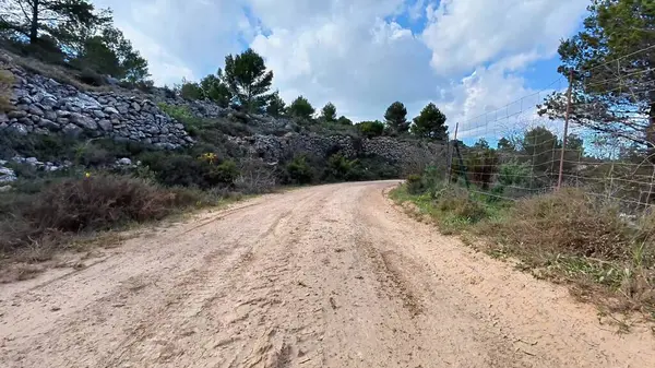 Resmedilmeye değer ve sakin toprak yol berrak mavi gökyüzünün altında canlı, yemyeşil bir bitki örtüsünün içinden geçiyor.