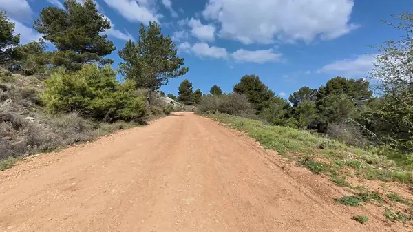Açık ve güneşli mavi gökyüzünün altında canlı yeşillik ve doğa ile çevrili çarpıcı bir toprak yol.