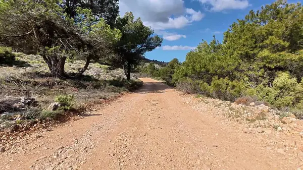 Açık mavi gökyüzünün altındaki canlı ağaçların arasından geçen pitoresk bir toprak yol, açık hava maceraları için mükemmel.