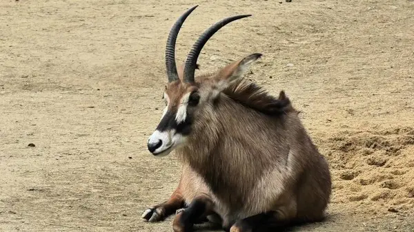 Bu resim gibi ve huzurlu an, doğal ortamında huzur içinde dinlenen sakin bir antilobu yakalar.