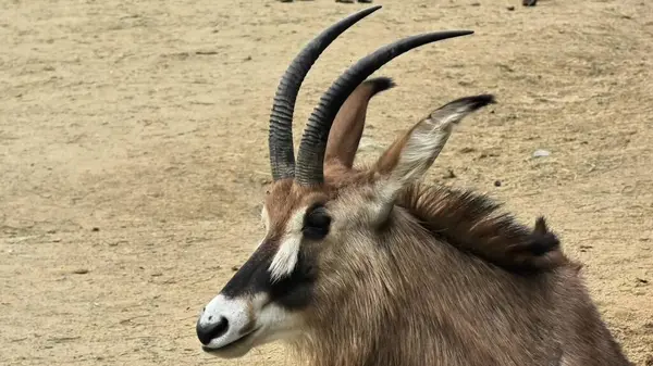 Görkemli bir antilobun büyüleyici yakın çekimi, büyüleyici ve eşsiz özelliklerini ustalıkla gözler önüne seriyor.