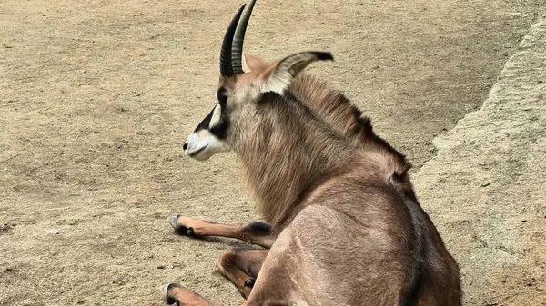 Sakin bir antilop yumuşak zeminde zarif bir şekilde yatıyor, eşsiz boynuzlarını ve zarif duruşunu sergiliyor.