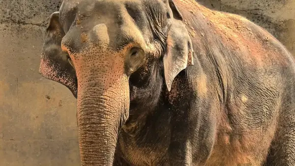 Görkemli bir filin yakın çekimleri, eşsiz özelliklerini ve topraksı çevresini gözler önüne seriyor.