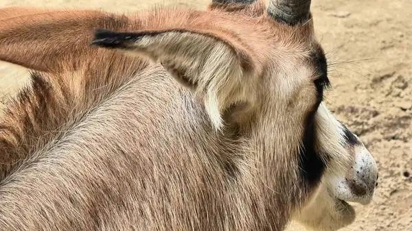 Bir keçinin yakın plan görüntüsü belirgin kulak özelliklerini ve benzersiz boynuz özelliklerini çok iyi gösteriyor.