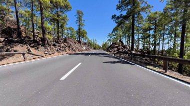 Etrafı çam ağaçlarıyla çevrili dolambaçlı ve güzel bir dağ yolu manzarası.