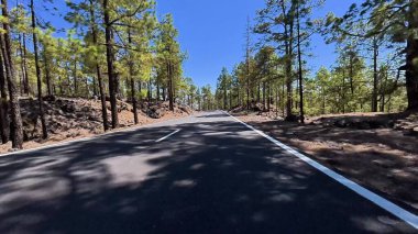 Güzel, dolambaçlı bir yol uzun, görkemli çam ağaçları ve açık mavi gökyüzü ile çevrilidir.