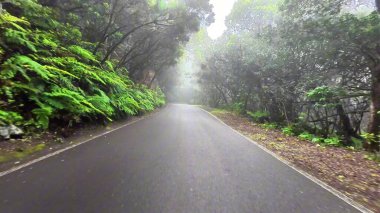 Huzurlu ve sakin bir yol güzel sisli bir ormanın içinden yavaşça geçer zengin, canlı yeşil yapraklar sergiler.