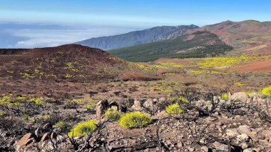 Sarı bitki örtüsü ve nefes kesici dağ manzaralı canlı bir volkanik arazide yolculuğa çıkın.