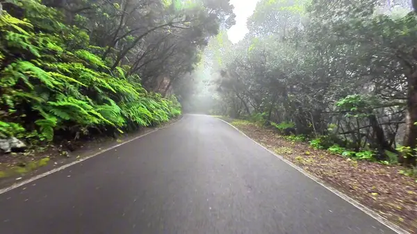 Huzurlu ve sakin bir yol güzel sisli bir ormanın içinden yavaşça geçer zengin, canlı yeşil yapraklar sergiler.