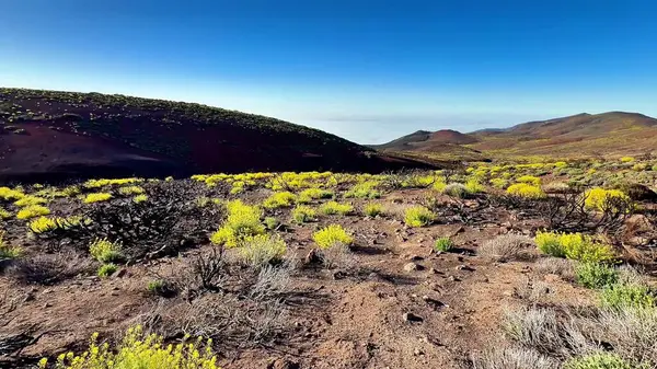 Parlak sarı bitki örtüsü, yukarıdaki açık mavi gökyüzünün altında çeşitli volkanik bir arazide bol miktarda gelişir.
