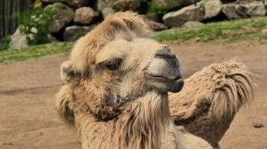 Bir devenin bu yakın plan görüntüsü onun eşsiz ve büyüleyici özelliklerini açık hava ortamında ön plana çıkarıyor.