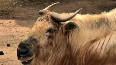 Tibet öküzünün doğal yaşam alanı ve çevresiyle birlikte eşsiz özelliklerini vurgulayan detaylı bir yakın çekimi.