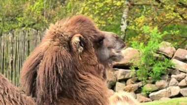 Bactrian develerinin büyüleyici anları, benzersiz özelliklerini sergilemeleri, ve büyüleyici davranışları.