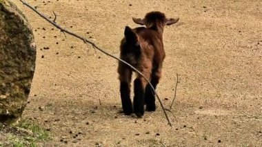 Çevrelerini neşeyle keşfeden bir grup sevimli keçi çocuğunu gösteren hoş bir çerçeve serisi.
