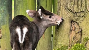 Canlı ve gür bir çevrede, genç bir geyik ilginç bir şekilde ağaç kabuğunu inceler ve onunla etkileşim kurar.