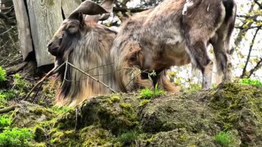 Yeşilliklerin ve engebeli kayalıkların arasında zarif bir şekilde otlayan keçinin çarpıcı manzarası.