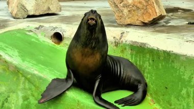 Canlı bir deniz aslanı doğal ortamında aylak aylak dolaşır, oyuncu doğasını ve benzersiz özelliklerini sergiler.