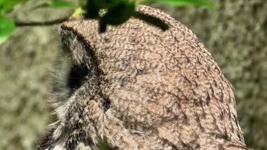 Büyüleyici yakın plan çekimler. Zarif bir baykuş, canlı yeşil yaprakların arasına yerleştirilmiş güzel bir görüntü sergiliyor.