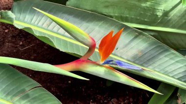 Göz kamaştırıcı bir cennet kuşu, canlı renklerini sergiliyor, yemyeşil yapraklarıyla birlikte.