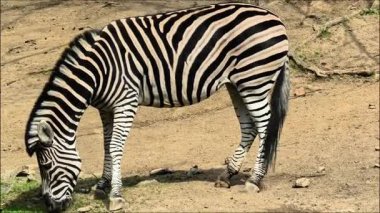 Bir zebra doğal ortamında huzur içinde otluyor ve çarpıcı siyah beyaz çizgilerini gösteriyor.