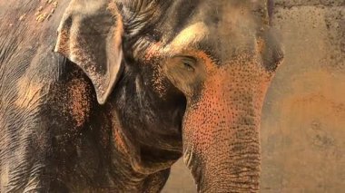 Bir Asya filinin büyüleyici bir yakın çekimi kendine özgü özelliklerini, dokularını ve benzersiz özelliklerini vurguluyor.