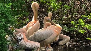 Pelikanlar dingin bir sahnede canlı, yemyeşil bir havuzda huzur içinde dinleniyorlar.