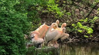 Canlı, yemyeşil ve doğal güzelliklerle çevrili bir nehir kıyısında dinlenen pelikanların huzurlu ve huzurlu bir manzarası.