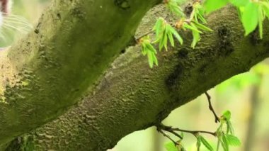 Büyüleyici kırmızı bir panda neşeli doğasını ormanın yemyeşil ve yemyeşil ortamında sergiliyor.