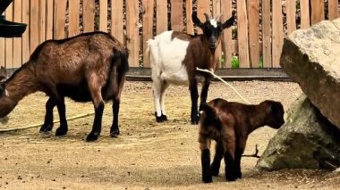 Neşeli ve keyifli bir çiftlikteki neşeli yavru keçilerin etkileşimine atılın.