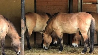 Güzel bir at sürüsü ahırda samanla besleniyor ve doğal davranışlarını bir evde sergiliyor.