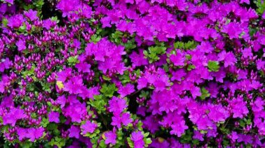 Canlı ve canlı mor bougainvillea çiçeklerinin güzel bir şelaleyle aşağı inişini gösteren nefes kesici bir görüntü.