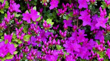 Canlı açelya çiçekleri güzel çiçek açar. İlkbahar mevsiminde doğanın olağanüstü güzelliğini gözler önüne serer.