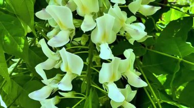 Zarif, canlı, yemyeşil yeşilliklerle çevrili güzel beyaz çiçek kümeleri sergileniyor.