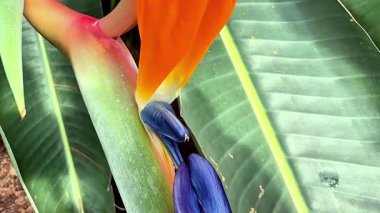 Çarpıcı bir yakın plan görüntüde canlı ve renkli bir Cennet Kuşu yemyeşil yapraklara karşı sergileniyor.
