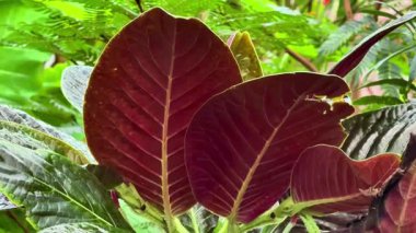 Bereketli, canlı yeşillik, tropikal bir ortamda kesinlikle büyüleyici kırmızı ve yeşil yapraklar sergiliyor.
