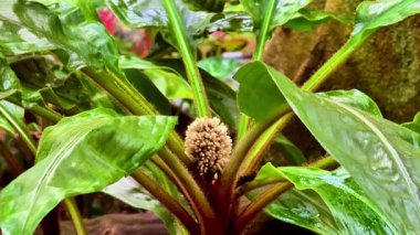 Zengin bir tropikal ortamda gelişen, belirgin bir infloresans içeren canlı bir bitkinin yakın çekimi..