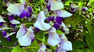 Göz kamaştırıcı mor ve beyaz çiçekler doğanın güzelliğinde canlı ve renkli bir görüntü oluşturuyor.