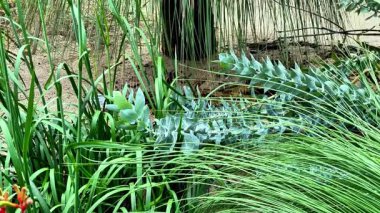 Canlı bir sahne, çeşitli yeşil bitkiler ve doğal bir ortamda eşsiz yapraklar sergiliyor.