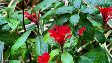 Parlak kırmızı çiçeklerin çarpıcı yakın çekimi yemyeşil yemyeşil bir zemin üzerine güzelce serpilmiştir.