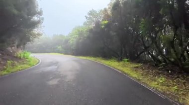 Sakin, sisli bir yol, bereketli ve canlı bir ormanın içinden yavaşça geçiyor, keşif ve maceraya davetiye çıkarıyor.