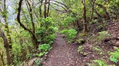 Canlı yeşillik, yürüyüş, doğa yürüyüşleri, temiz hava ve sükunet için ideal manzaralı bir orman yolu keşfedin.